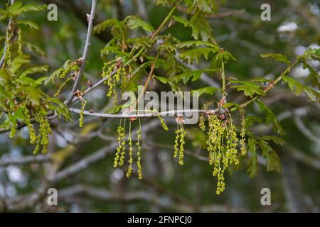 Nahaufnahme der männlichen Blüten einer blühenden Eiche Stockfoto