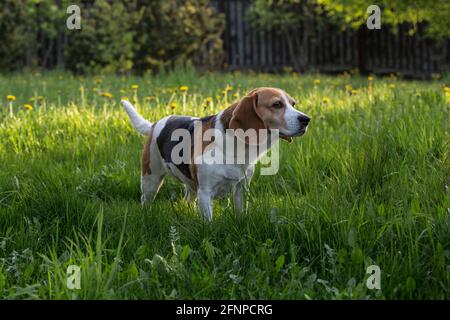 Beagle auf der Elendelionenwiese. Stockfoto