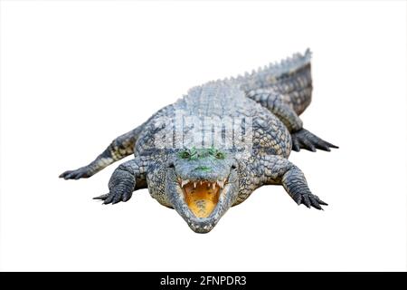 Großes afrikanisches Alligatorkrokodil mit offenem Mund Stockfoto
