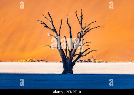 Tote Camelthorn Bäume bei Sonnenaufgang Stockfoto