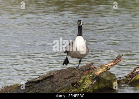Kanada-Gans auf einem Bein Stockfoto