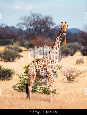 Junge Giraffe, die im afrikanischen Busch spazieren geht Stockfoto