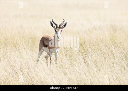 Ein Männchen von schwarz gesichtenem Impala Stockfoto