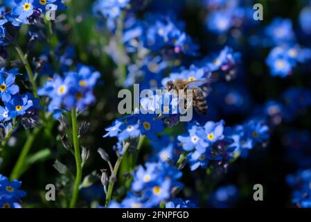 Eine kleine Honigbiene sitzt auf einem Vergissmeinnicht (myosotis) in Frühling und bestäubt die blauen Blüten Stockfoto