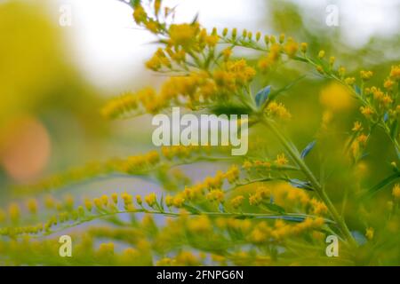 Unschärfe-blühender Besenbusch, Cytisus scoparius. Natürlicher Hintergrund mit gelben Blüten. Natur abstrakt verschwommener Hintergrund. Gelbe und grüne Hintergrube Stockfoto