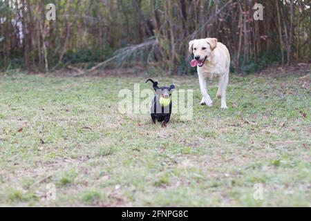 Labrador Retriever und Dackel spielen im Garten Stockfoto