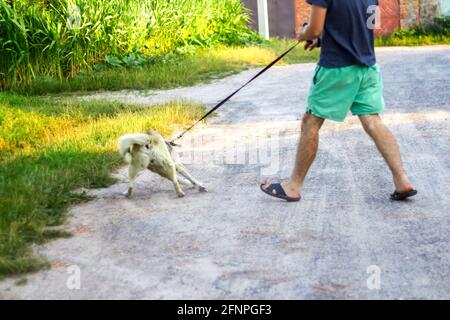 Unschärfe junger Mann zu Fuß mit einem Hund, sibirische laika Husky, im Dorf, auf dem Land. Sommer, Seitenansicht. Das Haustier schleppt den Besitzer mit Gewalt. Wi Stockfoto