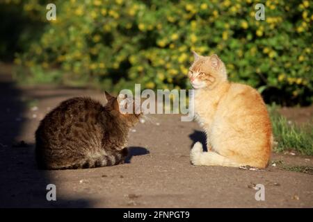 Die rote Katze und die graue Katze stehen jeweils gegenüber Andere und bereiten Sie sich auf den Kampf Stockfoto