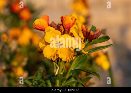 Nahaufnahme einer blühenden Wandblume (erysimum cheiri) Stockfoto