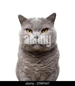 Große blaue britische Kurzhaarkatze, die auf einem Kameraportrait schaut Weißer Hintergrund Stockfoto