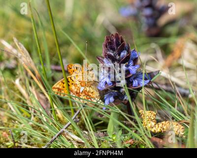 Männliche Perle an Bord der Fritillary auf Bugle. Stockfoto