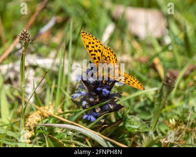 Männliche Perle an Bord der Fritillary auf Bugle. Stockfoto