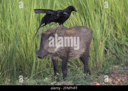 Zwei Krähen sitzen auf dem Rücken eines Warzenjungen vor hohem Gras. Stockfoto