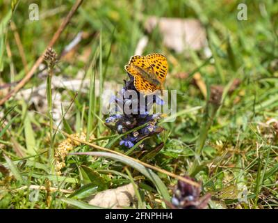 Männliche Perle an Bord der Fritillary auf Bugle. Stockfoto