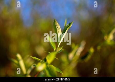 Frische grüne Blätter mit Wassertropfen im goldenen Abendlicht Im Wald Stockfoto