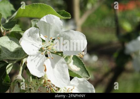 Blühender Apfelbaum - ein Zweig mit weißen Blüten an Ein Hintergrund von grünem Gras und Bäumen im Garten An einem sonnigen Frühlingstag Stockfoto