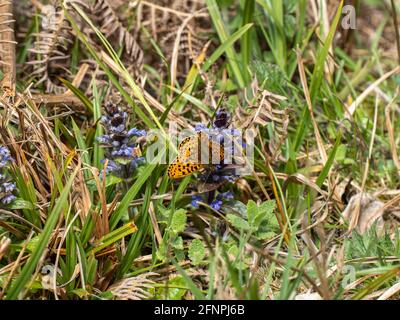 Männliche Perle an Bord der Fritillary auf Bugle. Stockfoto