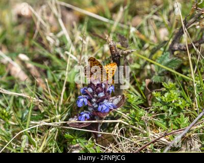 Männliche Perle an Bord der Fritillary auf Bugle. Stockfoto