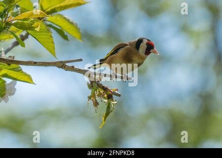 Goldfinch auf einem Ast Vogelhaus im Garten. Stockfoto