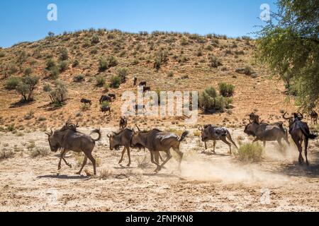 Blaue Gnus-Gruppe, die in einem kargen Land im Kgalagadi Transfrontier Park, Südafrika, läuft; specie Connochaetes taurinus Familie von Bovidae Stockfoto