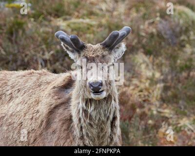 Rothirsch-Hirsch (Cervus elaphus) mit wachsenden Samtgeweihen, Nahaufnahme, schottische Highlands, Großbritannien Stockfoto