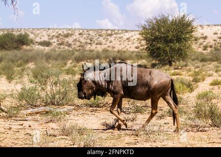 Blauer Gnus beim Wandern auf trockenem Land im Kgalagadi Transfrontier Park, Südafrika; specie Connochaetes taurinus Familie von Bovidae Stockfoto