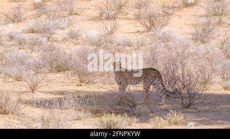 Gepard steht im Baumschatten im Kgalagadi Transfrontier Park, Südafrika; Specie Acinonyx jubatus Familie der Felidae Stockfoto