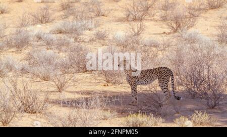 Gepard steht im Baumschatten im Kgalagadi Transfrontier Park, Südafrika; Specie Acinonyx jubatus Familie der Felidae Stockfoto