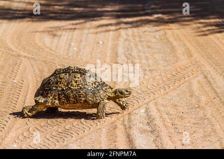 Leopard Schildkröte Kreuzung Safari Road in Kgalagadi transfrontier Park, Südafrika ; specie Stigmochelys pardalis Familie von Testudinidae Stockfoto