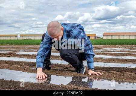 Landwirt überprüft und überwacht die Platzierung von Kunststoff Mulch für Bodenbedeckung. Folientunnel und Agrifilme aus Kunststoffen in der landwirtschaftlichen App. Stockfoto