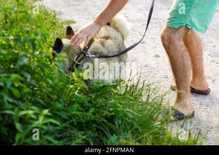 Unschärfe jungen Mann mit seinem Hund zu Fuß im Freien während des Sommers Tag. Hund sitzt durch hohes dickes Gras oder Unkraut im Hintergrund. Sibirischer laik Stockfoto