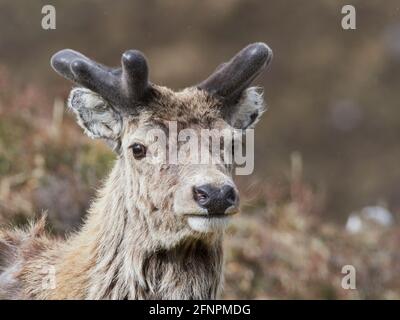 Rothirsch-Hirsch (Cervus elaphus) mit wachsenden Samtgeweihen, Nahaufnahme, schottische Highlands, Großbritannien Stockfoto
