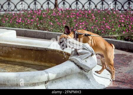 Hund die französische Bulldogge trinkt an einem sonnigen Sommertag Wasser aus einem Brunnen mit einer Steinstatue einer Kröte in einem Stadtpark in der Nähe eines Blumenbeckens. Stockfoto