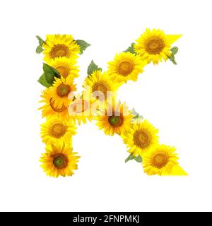 Buchstabe K aus schönen Sonnenblumen auf weißem Hintergrund Stockfoto