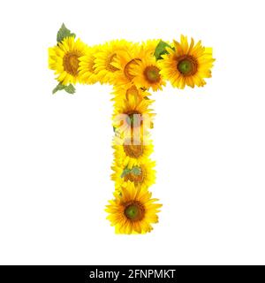 Buchstabe T aus schönen Sonnenblumen auf weißem Hintergrund Stockfoto