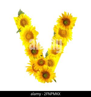 Buchstabe V aus schönen Sonnenblumen auf weißem Hintergrund Stockfoto