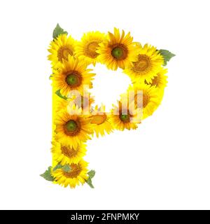 Buchstabe P aus schönen Sonnenblumen auf weißem Hintergrund Stockfoto