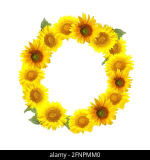 Buchstabe O aus schönen Sonnenblumen auf weißem Hintergrund Stockfoto