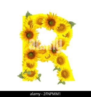 Buchstabe R aus schönen Sonnenblumen auf weißem Hintergrund Stockfoto