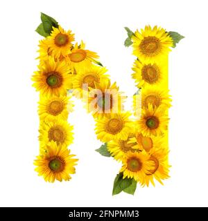 Buchstabe N aus schönen Sonnenblumen auf weißem Hintergrund Stockfoto