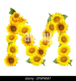 Buchstabe M aus schönen Sonnenblumen auf weißem Hintergrund Stockfoto