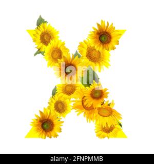 Buchstabe X aus schönen Sonnenblumen auf weißem Hintergrund Stockfoto