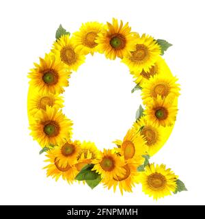 Buchstabe Q aus schönen Sonnenblumen auf weißem Hintergrund Stockfoto