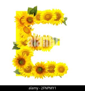 Buchstabe E aus schönen Sonnenblumen auf weißem Hintergrund Stockfoto