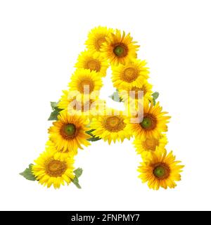 Buchstabe A aus schönen Sonnenblumen auf weißem Hintergrund Stockfoto