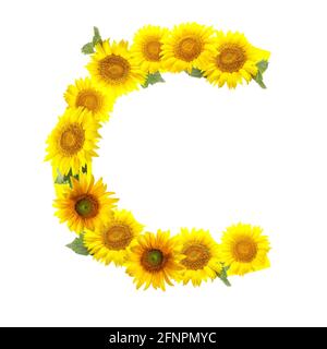 Buchstabe C aus schönen Sonnenblumen auf weißem Hintergrund Stockfoto