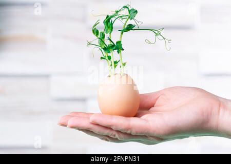 Mikrogrüne Erbsen werden in Eierschalen angebaut. Microgreens auf einer weiblichen Hand Stockfoto