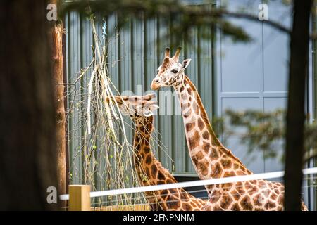 Edinburgh, Großbritannien. Di 18. Mai 2021. Der Edinburgh Zoo feiert die Ankunft einer Herde von fünf männlichen Nubian Giraffen. Es ist das erste Mal seit 15 Jahren, dass der Zoo von Edinburgh Giraffen beherbergt und das neu errichtete Giraffenhaus wird Mitte Juni 2021 offiziell für die Öffentlichkeit zugänglich sein. Stockfoto