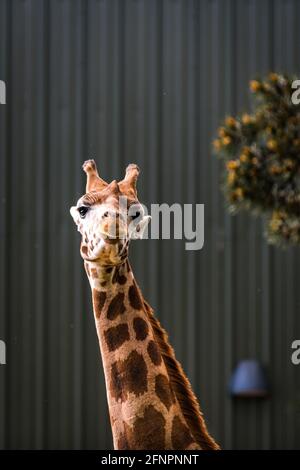 Edinburgh, Großbritannien. Di 18. Mai 2021. Der Edinburgh Zoo feiert die Ankunft einer Herde von fünf männlichen Nubian Giraffen. Es ist das erste Mal seit 15 Jahren, dass der Zoo von Edinburgh Giraffen beherbergt und das neu errichtete Giraffenhaus wird Mitte Juni 2021 offiziell für die Öffentlichkeit zugänglich sein. Stockfoto