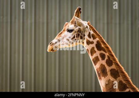 Edinburgh, Großbritannien. Di 18. Mai 2021. Der Edinburgh Zoo feiert die Ankunft einer Herde von fünf männlichen Nubian Giraffen. Es ist das erste Mal seit 15 Jahren, dass der Zoo von Edinburgh Giraffen beherbergt und das neu errichtete Giraffenhaus wird Mitte Juni 2021 offiziell für die Öffentlichkeit zugänglich sein. Stockfoto